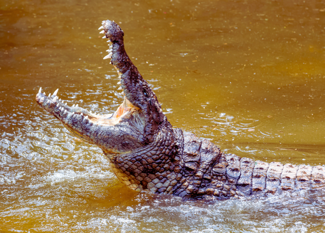 Crocodiles Were Very Different Before the Asteroid That Killed the Dinosaurs, New Research Says