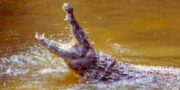 Crocodiles Were Very Different Before the Asteroid That Killed the Dinosaurs, New Research Says
