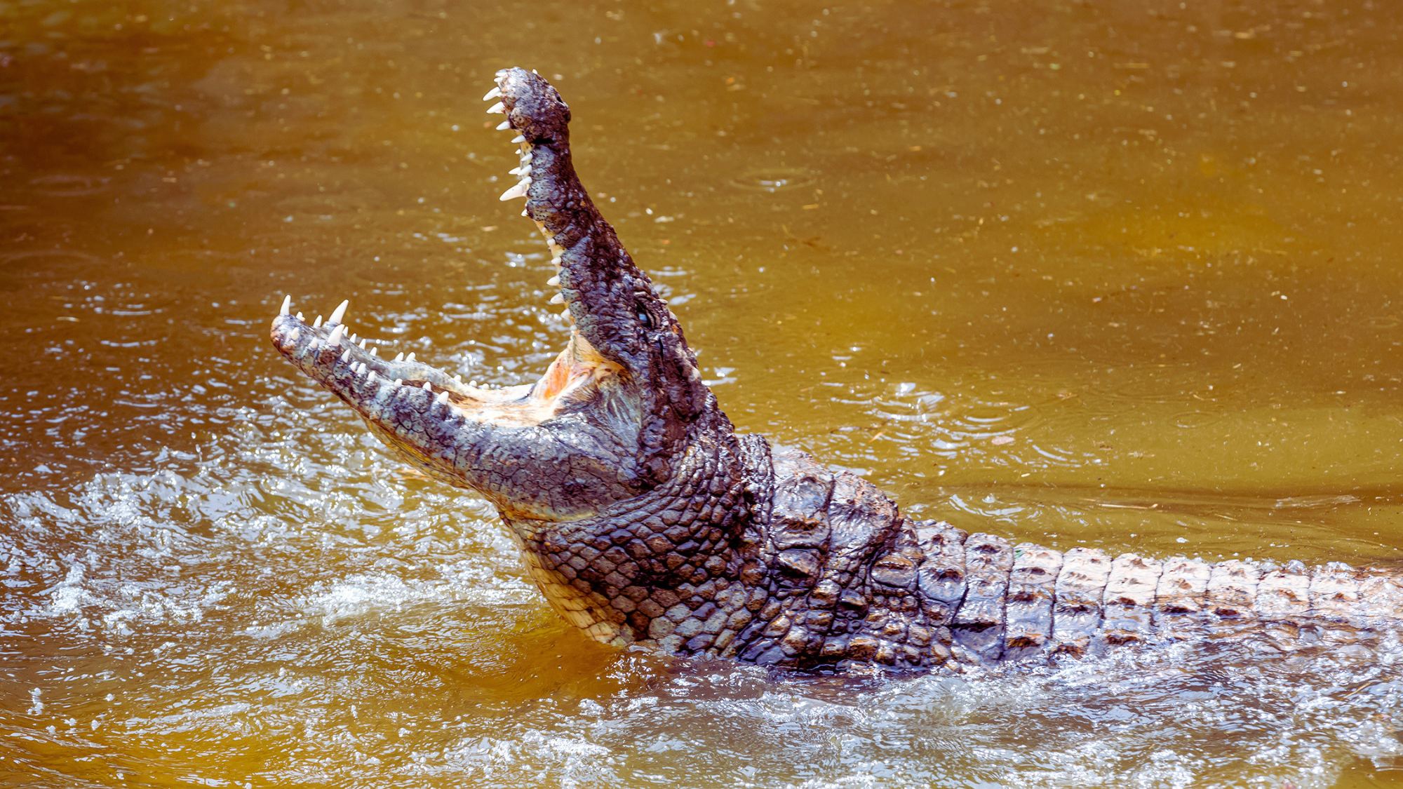 Crocodiles Were Very Different Before the Asteroid That Killed the Dinosaurs, New Research Says