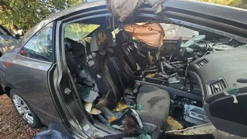 Car interior destroyed by a trapped black bear.