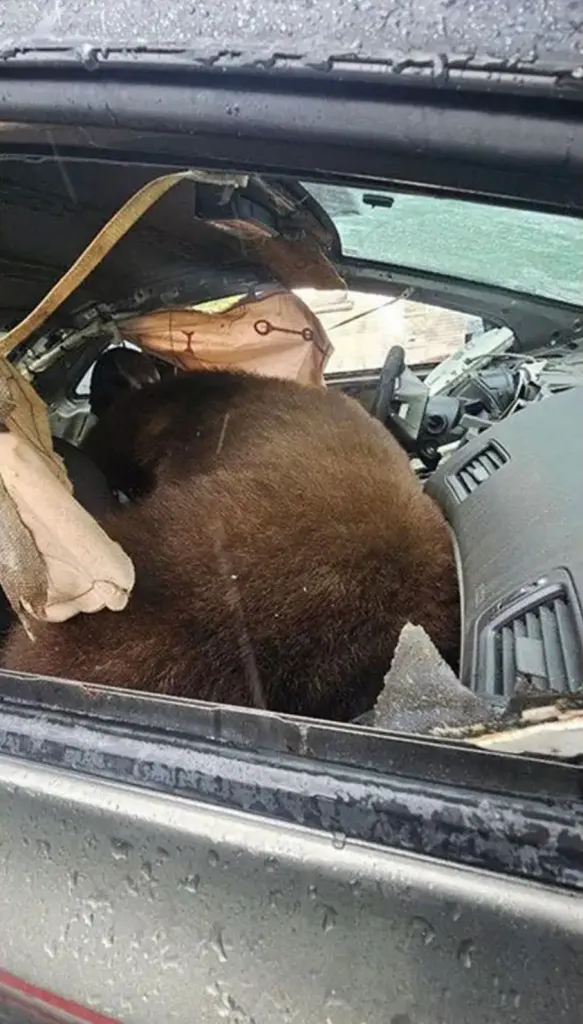 A large black bear in the passenger seat of a car that appears to be torn apart.