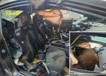 Black bear found dead after spending days trying to escape locked car