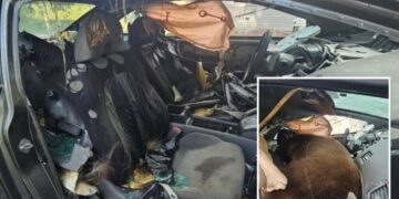 Black bear found dead after spending days trying to escape locked car