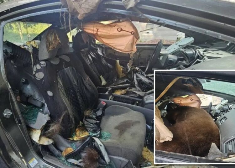 Black bear found dead after spending days trying to escape locked car