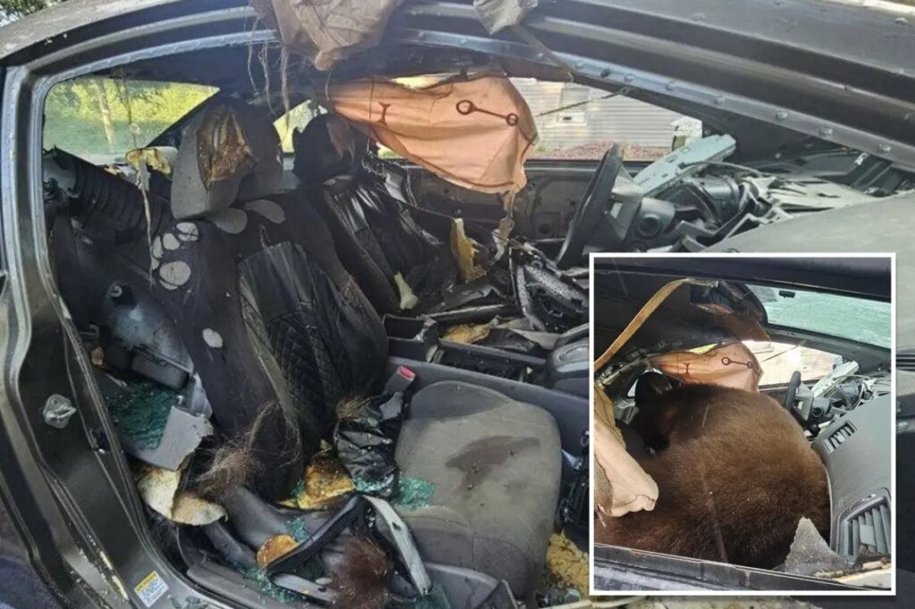 Black bear found dead after spending days trying to escape locked car