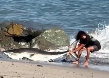 Moment unbothered fisherman drags huge shark back into the ocean on LA beach