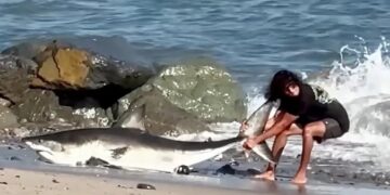 Moment unbothered fisherman drags huge shark back into the ocean on LA beach