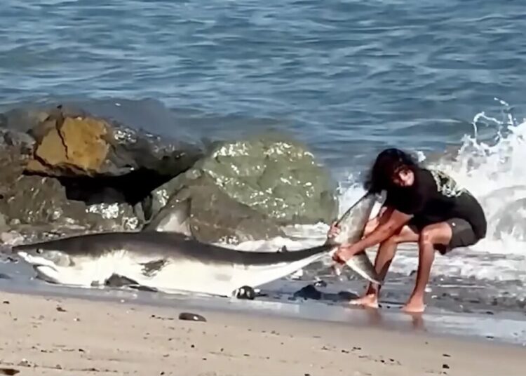 Moment unbothered fisherman drags huge shark back into the ocean on LA beach