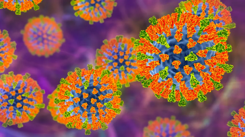 Illustration of several measles virus particles.