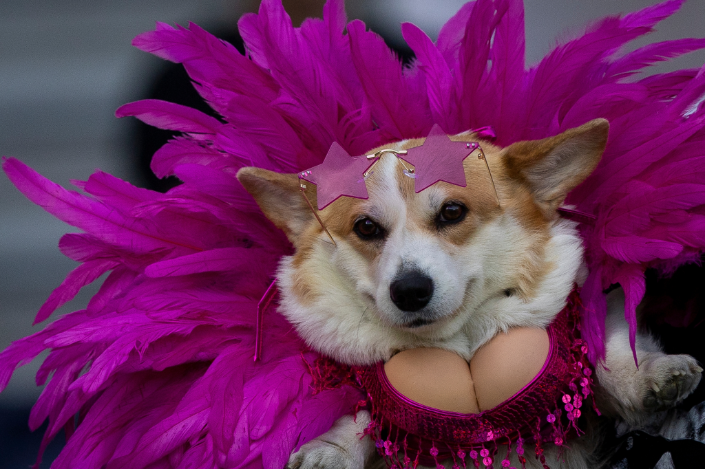 A corgi dog wearing star-shaped pink glasses and a large pink feathered costume.