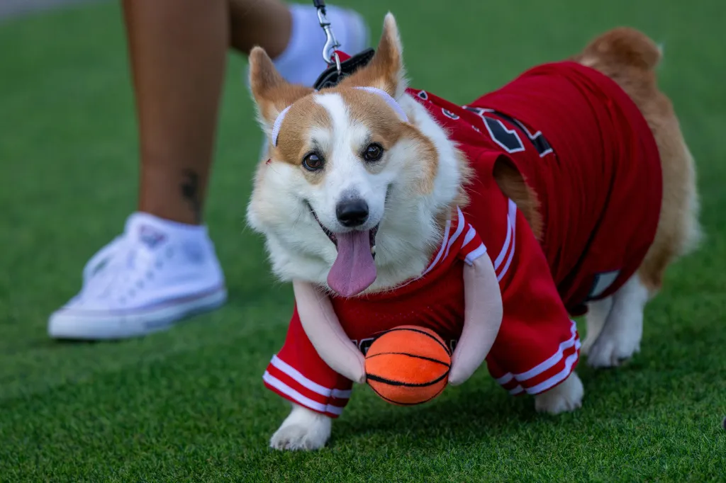 A corgi wearing a red basketball jersey and holding a toy basketball.