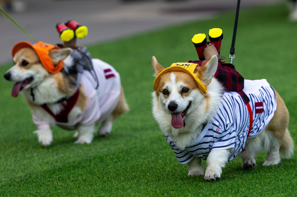 Two corgi dogs in costumes at the Corgi Race fashion show in Vilnius, Lithuania.