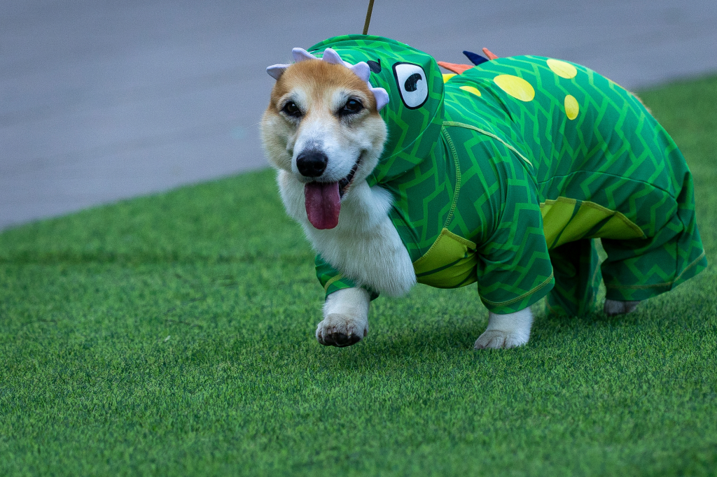 A corgi dog dressed in a green dragon costume participating in a fashion show.