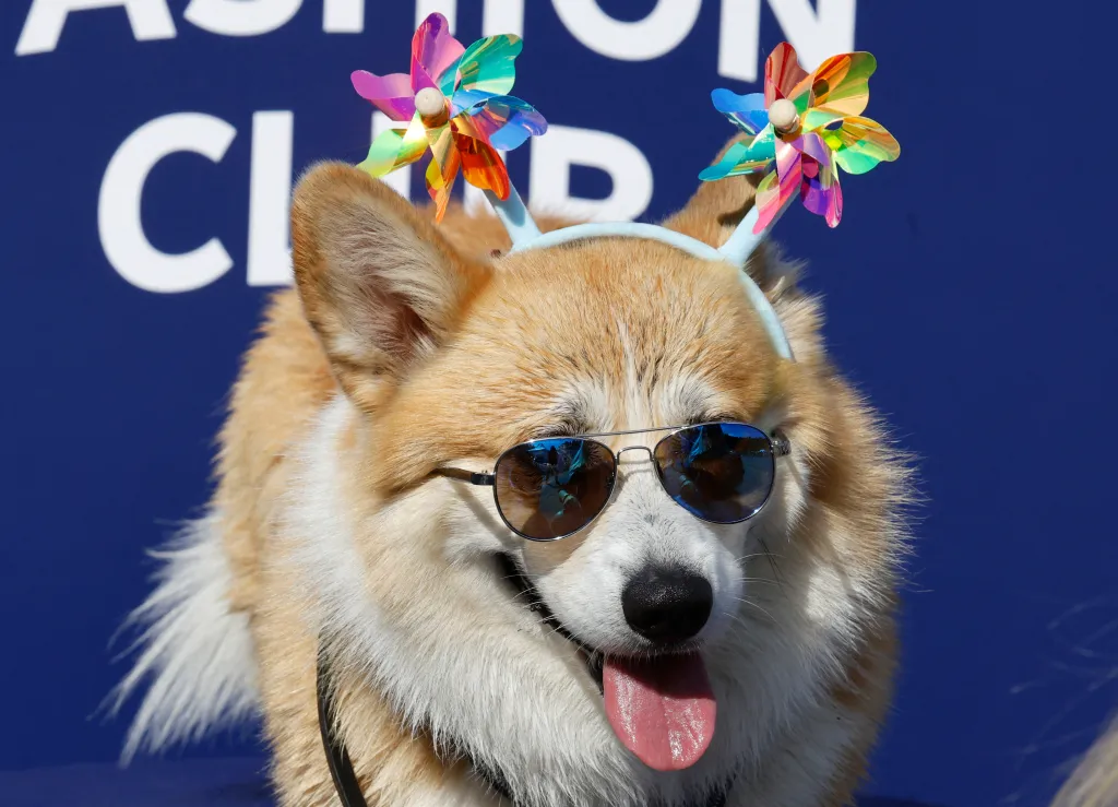 A Corgi dog wearing sunglasses and a headband with colorful pinwheels.