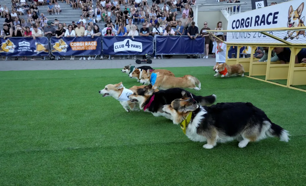 Corgi dogs running at the Corgi Race festival in Vilnius.