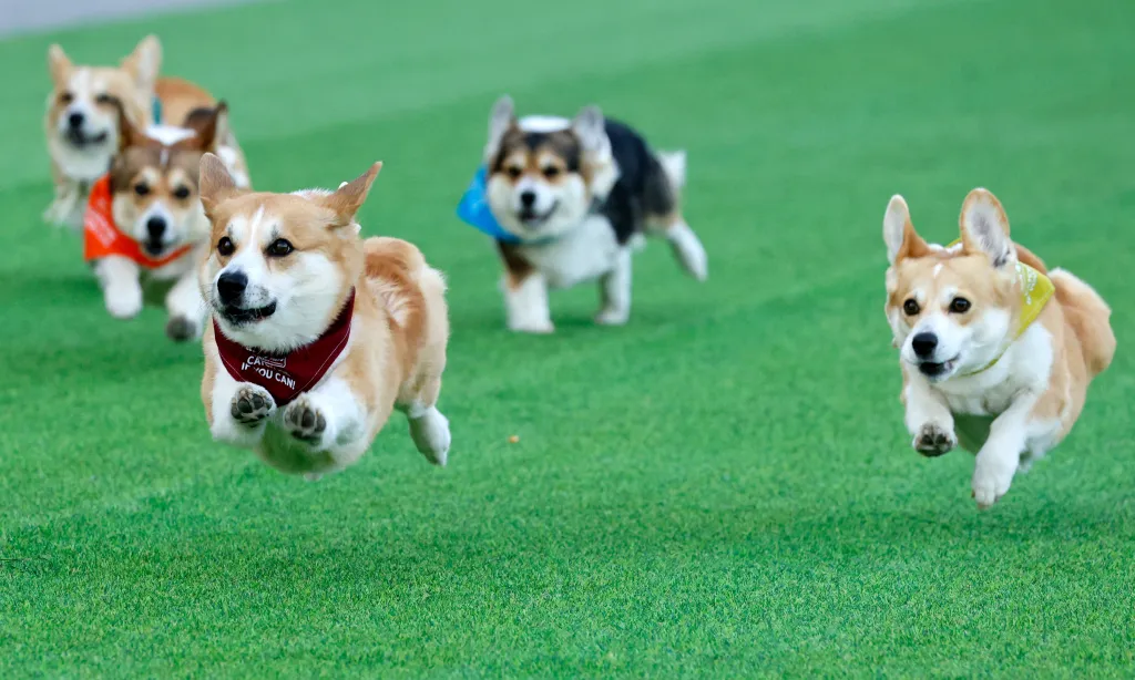Corgi dogs race on a grass field during the Corgi Race in Vilnius.