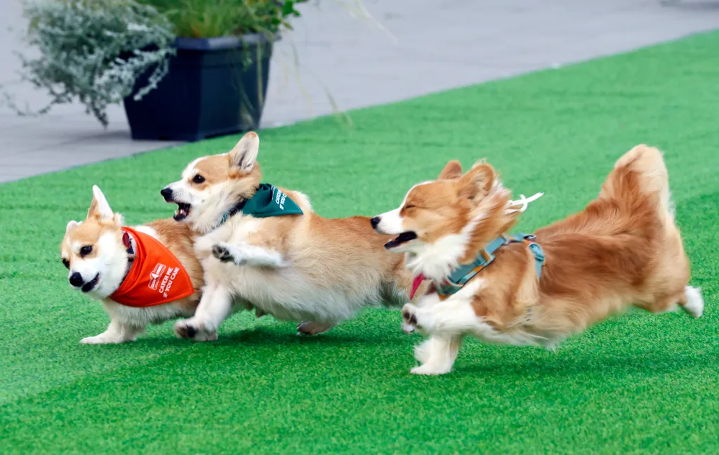 Three corgi dogs racing on a green turf.