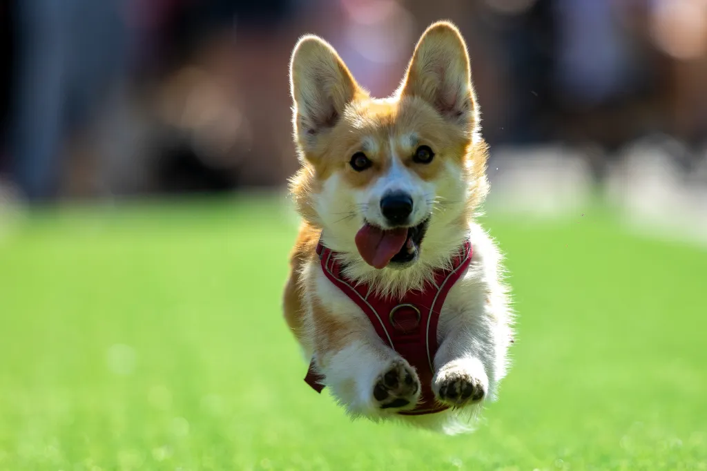 A Corgi dog with a red harness runs on green grass.