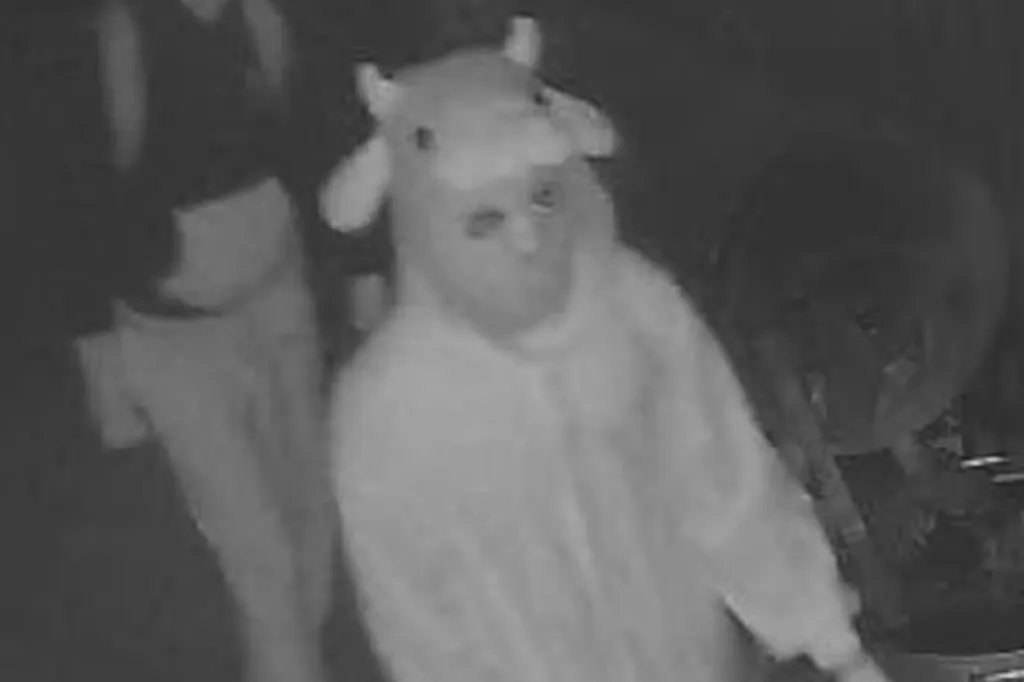 Person in a cow onesie caught on a security camera.