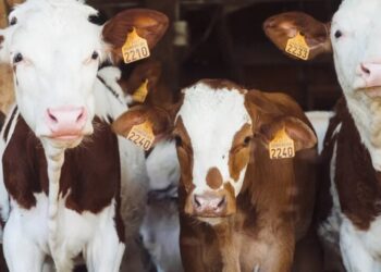Trump enrages cattle ranchers with move that threatens to cause beef ‘crash’