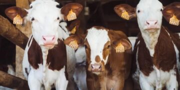 Trump enrages cattle ranchers with move that threatens to cause beef ‘crash’