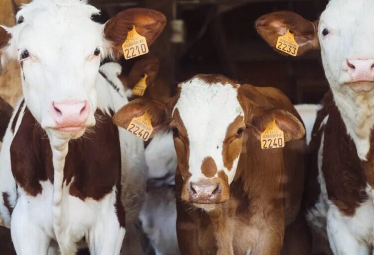 Trump enrages cattle ranchers with move that threatens to cause beef ‘crash’