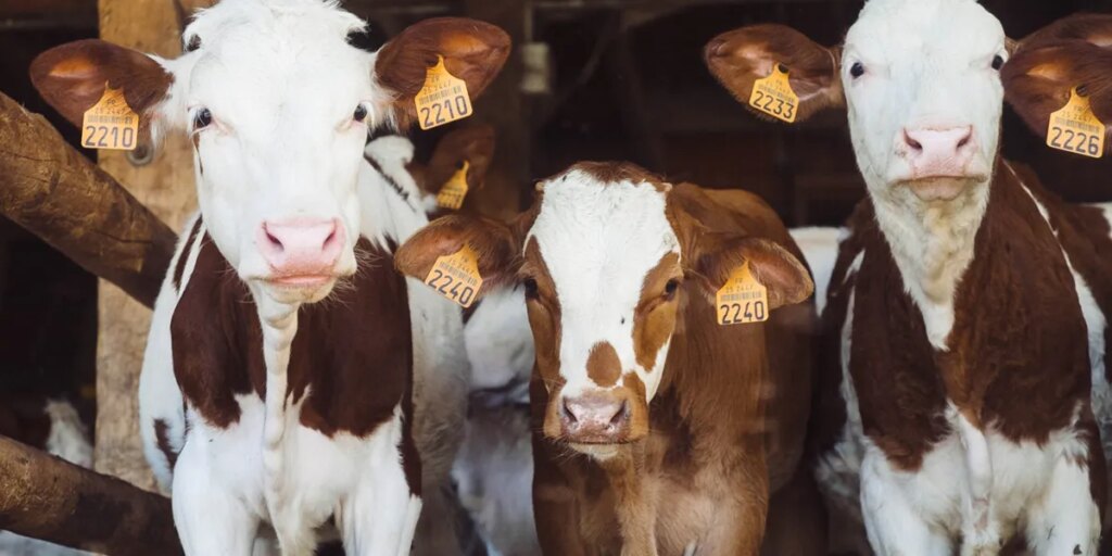 Trump enrages cattle ranchers with move that threatens to cause beef ‘crash’
