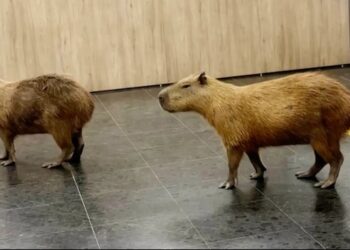 Wandering capybaras keep invading voting sessions in a Brazilian state legislature