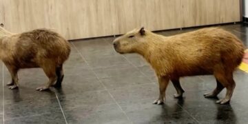 Wandering capybaras keep invading voting sessions in a Brazilian state legislature