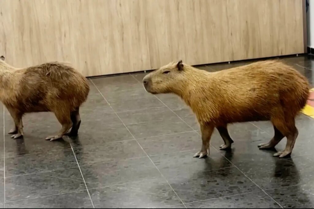 Wandering capybaras keep invading voting sessions in a Brazilian state legislature