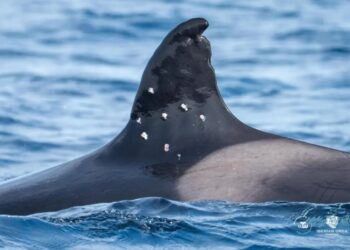 Oldest known Iberian orca found with potential shotgun wounds, sparking investigation from Spain officials