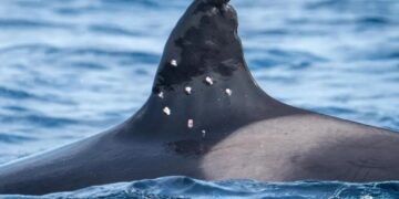 Oldest known Iberian orca found with potential shotgun wounds, sparking investigation from Spain officials