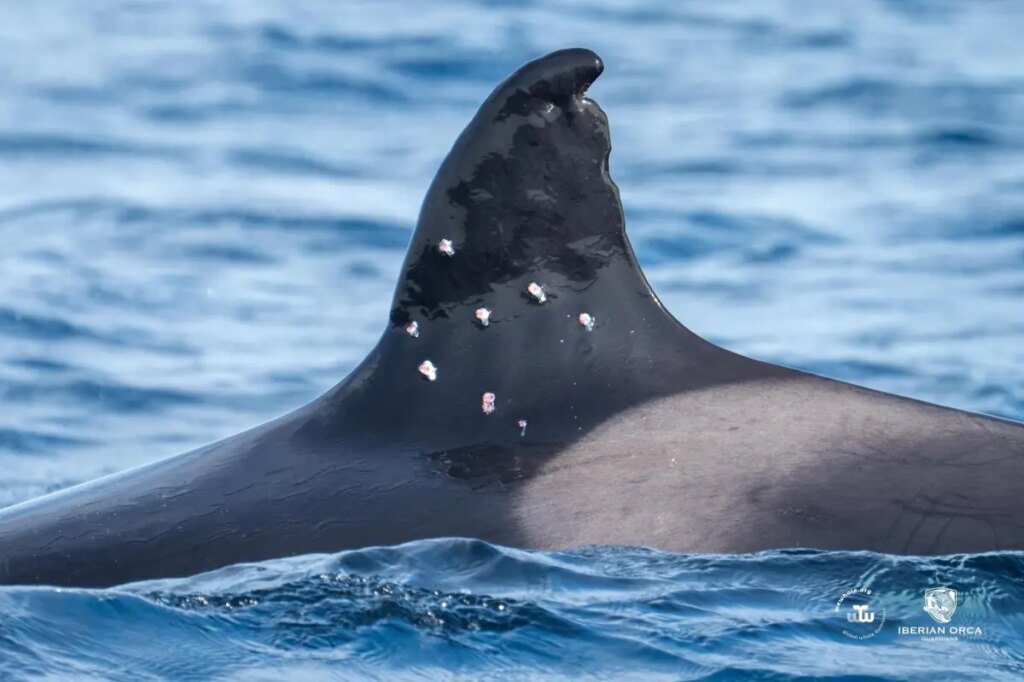 Oldest known Iberian orca found with potential shotgun wounds, sparking investigation from Spain officials
