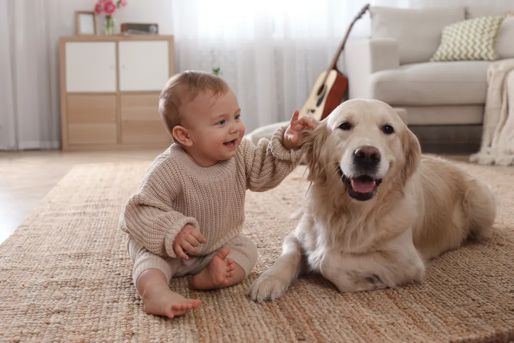 A baby in a beige knit sweater touches the ear of a Golden Retriever lying on a textured rug.