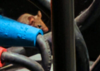 The Lonely Crew at the Kennedy Center Will Miss Its…Mice