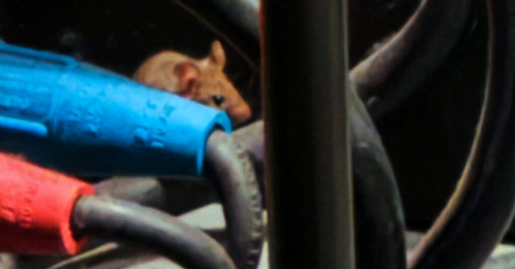 The Lonely Crew at the Kennedy Center Will Miss Its…Mice