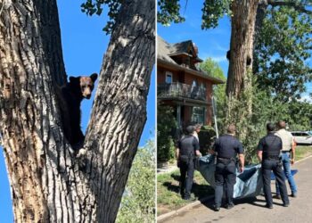 Young bear takes rough tumble from Colorado tree after wildlife officers tranquilize it