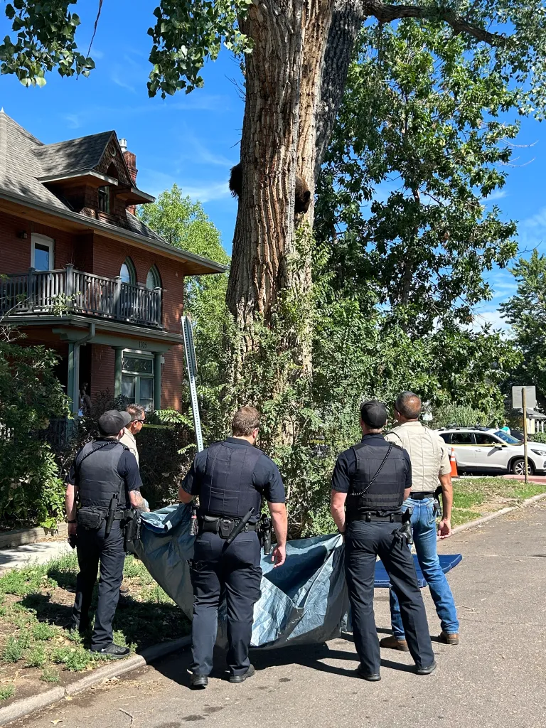 The bear, who is a 1.5-year-old male yearling weighing about 100 pounds, was transported to a more suitable habitat.