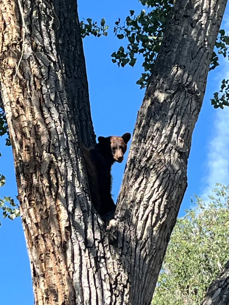 A young black bear took a rough tumble from a tree in Denver on Sunday after wildlife officers tranquilized the animal.
