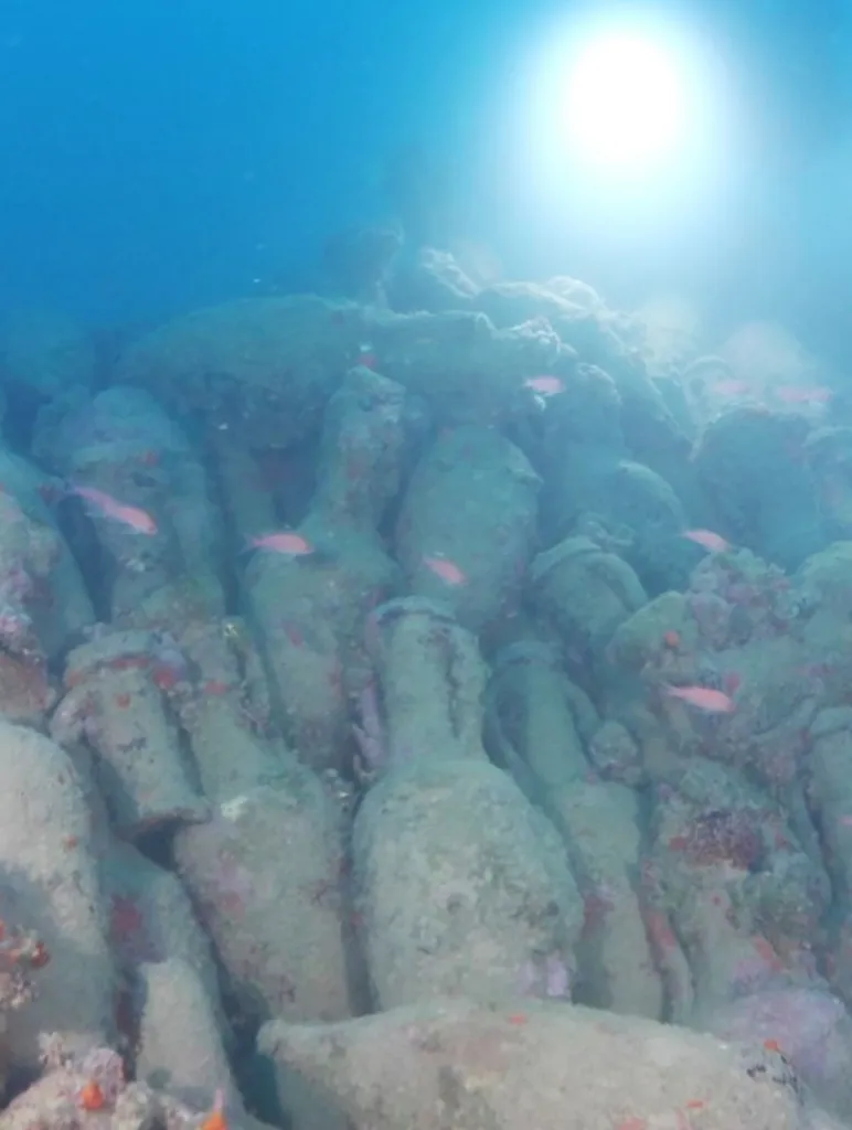 Underwater photo of a Roman shipwreck with hundreds of Dressel 1A amphorae covered in marine growth and small fish swimming around.