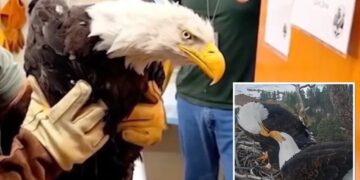 Big Bear bald eagle Jackie dies after three weeks in ICU: ‘Heartbroken’