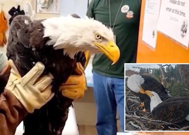 Big Bear bald eagle Jackie dies after three weeks in ICU: ‘Heartbroken’