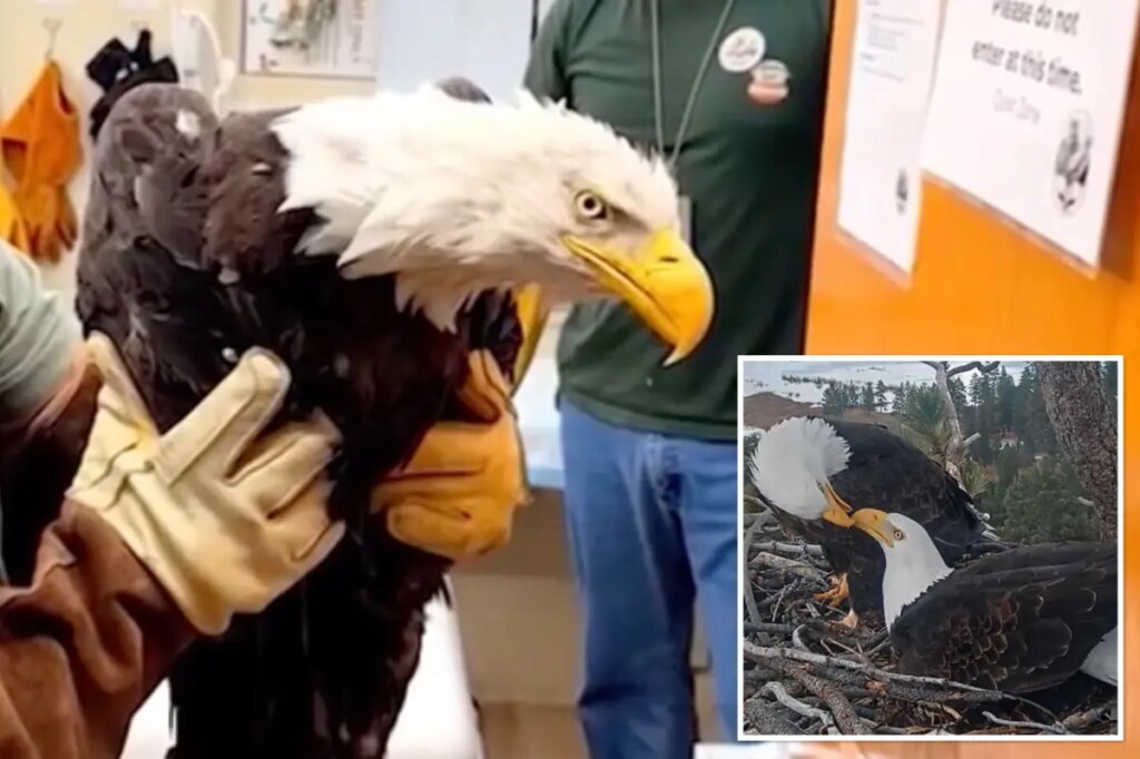 Big Bear bald eagle Jackie dies after three weeks in ICU: ‘Heartbroken’
