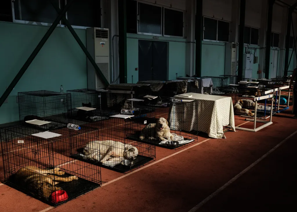 Rescued dogs rest in metal crates at a makeshift animal shelter.