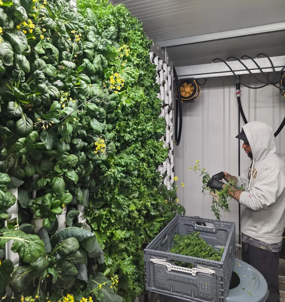 A person harvesting leafy greens in a hydroponic container farm.