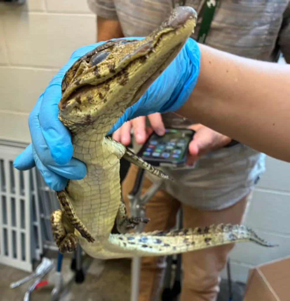 A baby crocodile found inside the car by border patrol.