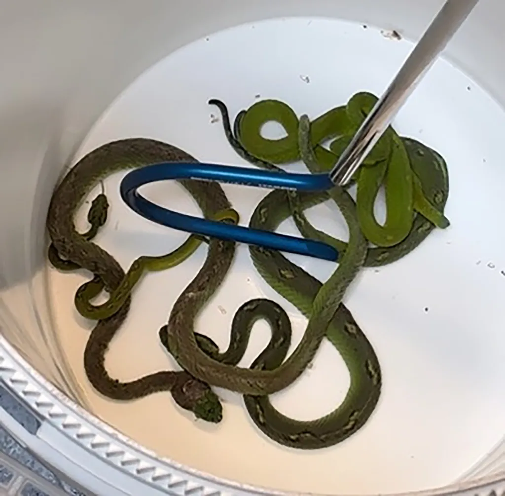 Four venomous, yellow-blotched palm pit vipers placed in a bucket after being seized.