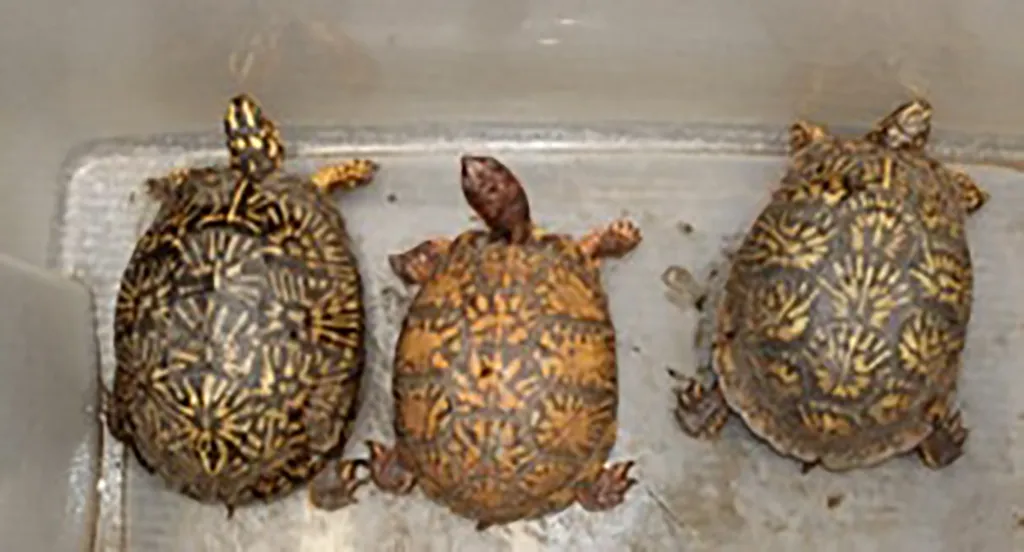 More than 60 other reptiles protected under international treaties were also found.