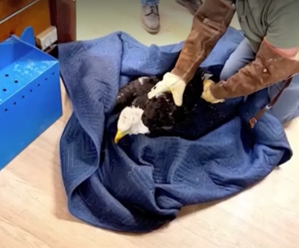 Bald eagle receiving a life-saving transfusion from a person in protective gloves.