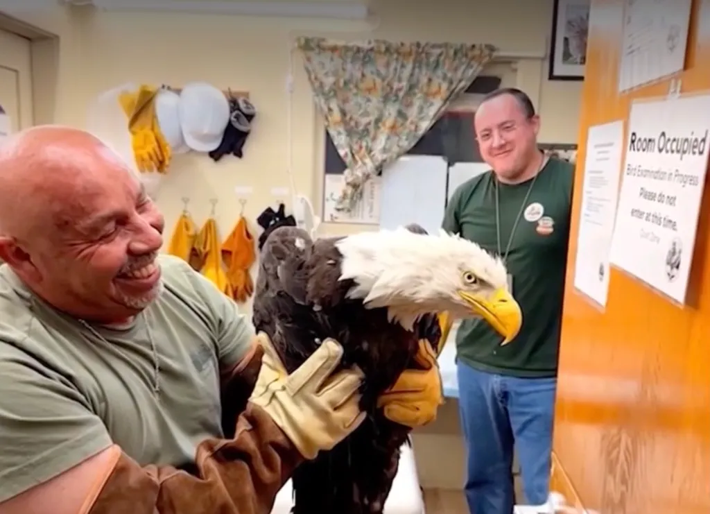 A bald eagle named Jackie is held by a man wearing protective gloves, while another man watches, smiling in the background.